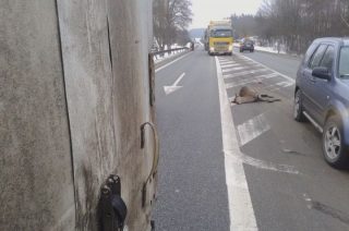 Sarna w kabinie ciężarówki