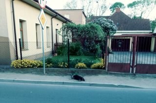 Martwy pies długo leżał na ulicy, potem na chodniku