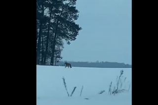 Wilk w okolicach Dębska [VIDEO]