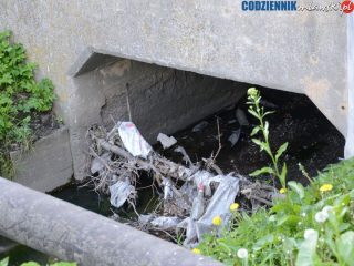 Seracz wizytówką Mławy?