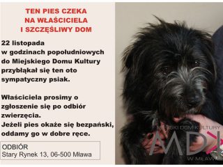 Ten pies czeka na właściciela i szczęśliwy dom