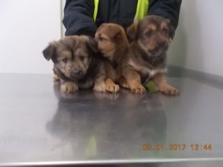 Osiem psiaków czeka na swoich właścicieli lub na nowy dom