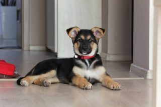 Policjant przygarnął porzuconego pieska