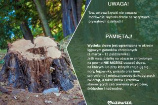 Zanim drzewo wytniesz – wczytaj się w przepisy!