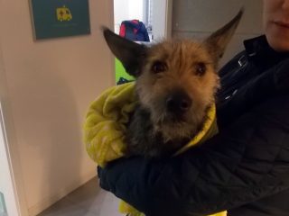 Na co idą pieniądze z opłat za psa?