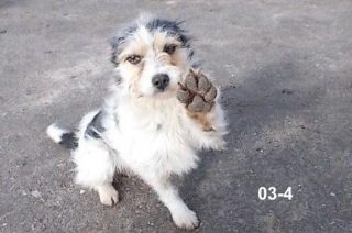 Dziesięć psów trafiło w marcu do schroniska