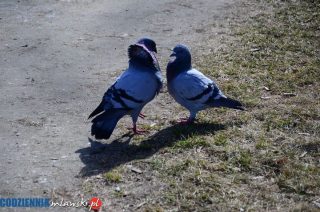 Pierwsze wiosenne flirty w parku
