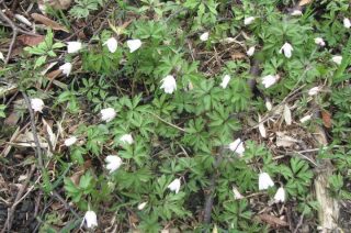 Jeden leczy, drugi truje. Gdzie wypatrywać w lesie wiosny?
