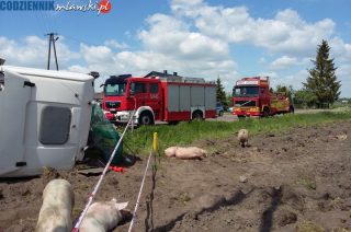 Miączyn Mały. Wywróciła się ciężarówka z trzodą chlewną
