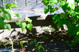 Pieczarka gigant w mławskim parku