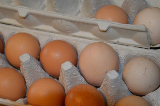 Uwaga na jajka skażone fipronilem