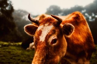 W Bojanowie zatruło się stado krów. 39 z nich padło