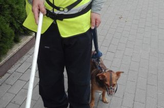 Właściciel nie trafi przed sąd, ale pies jest odebrany