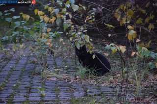 Gdy czarny kot przebiegnie Ci drogę, pomyśl, że to na szczęście…