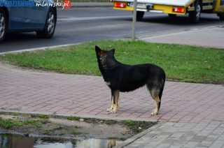 Najczęściej latem pozbywamy się swoich czworonożnych przyjaciół