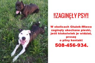 W okolicach Głużek-Mława zaginęły psy. Prosimy o pomoc!
