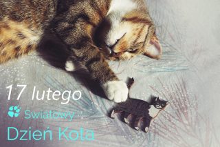 Koty mają dziś swoje święto!