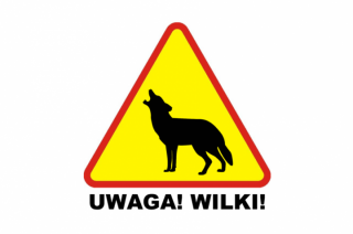 Gmina Chorzele ostrzega przed wilkami. Są sposoby!