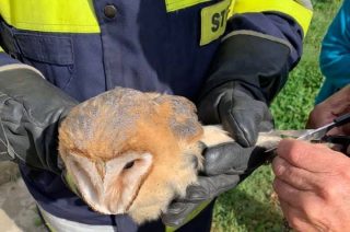 Szreńscy strażacy uwolnili piękną sowę