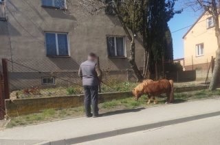 Można z pieskiem, kotkiem, a nawet kucykiem
