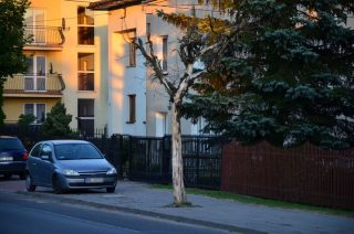 Wycinamy zdrowe, a straszą uschnięte