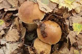 Jesienny wysyp grzybów. Królują prawdziwki