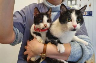 Trzy sympatyczne koty czekają na adopcję