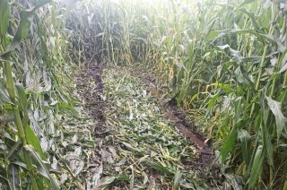 Stratował autem hektar rosnącej na polu kukurydzy