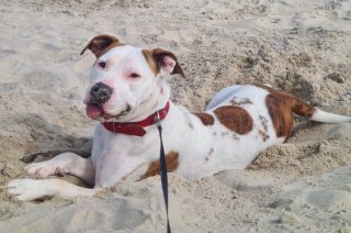 Zaginęła suczka Moli. Za pomoc w odnalezieniu nagroda