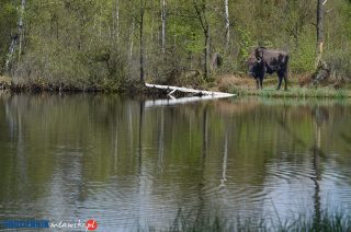 Pierwsza para żubrów już zamieszkała w Krajewie [FILM]