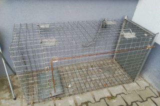 Sprzedał kradzioną klatkę za 20 zł. Grozi mu 10 lat odsiadki