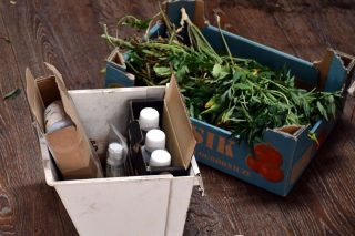 Rodzinny biznes narkotykowy w powiecie mławskim. Ojciec i syn uprawiali konopie