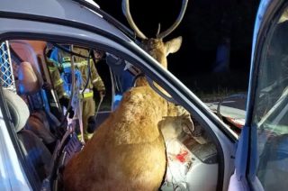 Jeleń wpadł do kabiny auta [ Uwaga! Drastyczne FOTO]