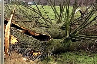 Nocna wichura. Strażacy wyjeżdżali 13 razy do wiatrołomów