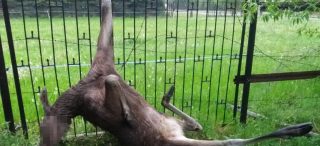 Pechowego łosia uratowali strażacy, ale i tak trzeba było go uśpić [Uwaga!Drastyczne foto]