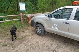 Smutny i zagubiony pies w dwukolskim lesie