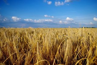 Mławscy rolnicy mogą wystąpić o „suszowe”