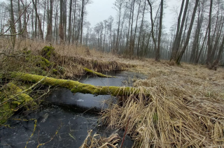Rezerwat „Gołuska Kępa”. Bywał tu Sienkiewicz