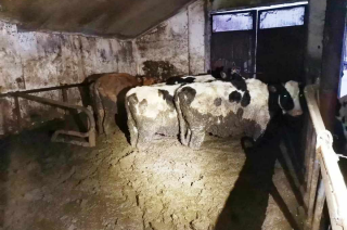 Interwencja wolontariuszki Azylu Psi Zakątek ujawniła zagłodzone krowy i szczątki martwych zwierząt