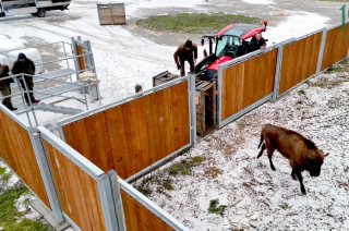 Żubry już w biegają w zagrodzie. Stadu przewodzi Powilga [FILM]