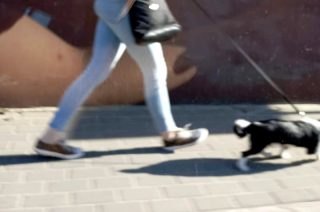 Zareagował na znęcanie się nad małym pieskiem, został obrzucony wyzwiskami