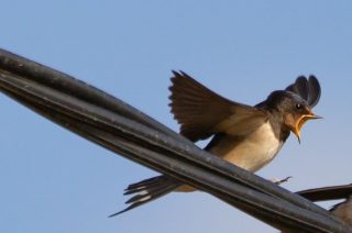 Jaskółka uwięziona w budynku prokuratury