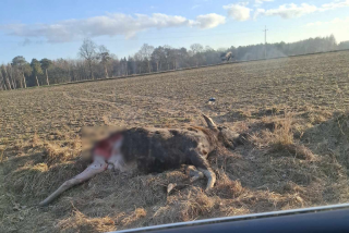 Martwy łoś koło Nosarzewa Polnego. I do tego bez nogi [Uwaga!Drastyczne FOTO]