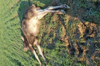 Krośnice. Martwy łoś leżał cały dzień przy drodze. Aktualizacja