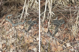 Żmije już się wygrzewają. Leśnicy apelują o ostrożność