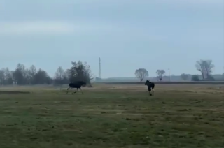 Łosie pod Dozinami, za kierownicą dreszczyk niepewności [FILM]