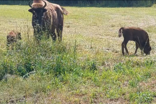 Żubrze stadko w Krajewie znów się powiększyło [FILM]