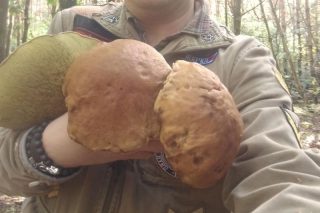 Każdy może nazbierać. W lasach wysyp grzybów i grzybiarzy