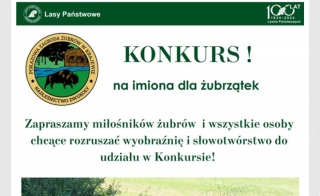 Konkurs na imiona dla żubrzątek!
