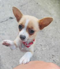 Zaginął mały piesek chihuahua! Aktualizacja – piesek wrócił do właściciela